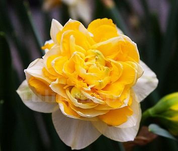 Bulbi Narcise Sweet Pomponette; Marime bulb 10/12 . Inaltime 25-30cm. Inflorire apr.-mai. STOC EPUIZAT!
