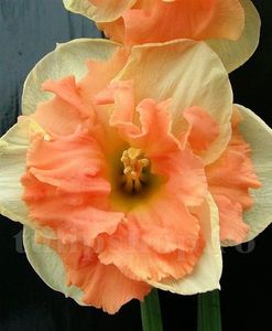 Bulbi Narcise Vanilla Peach; Marime bulb 10/12 . Inaltime 25-30cm. Inflorire apr.-mai. STOC EPUIZAT!
