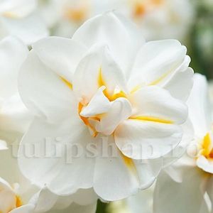 Bulbi Narcise Winston Churchill; Marime bulb 12/14 . Inaltime 30-40cm. Inflorire martie-apr.. STOC EPUIZAT!
