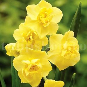 Bulbi Narcise Yellow Cheerfulness; Marime bulb 12/14 . Inaltime 30-40cm. Inflorire martie-apr.. STOC EPUIZAT!
