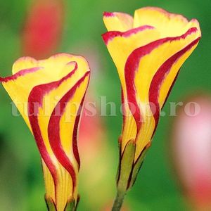 Bulbi Oxalis Golden Cape (Trifoi); Marime bulb I. Inaltime 20-30cm. Inflorire mai-sept. STOC EPUIZAT!
