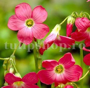 Bulbi Oxalis Iron Cross (Trifoi); Marime bulb I. Inaltime 20-30cm. Inflorire mai-iulie. STOC EPUIZAT!
