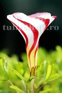 Bulbi Oxalis Versicolor (Trifoi); Marime bulb I. Inaltime 20-30cm. Inflorire mai-sept. STOC EPUIZAT!
