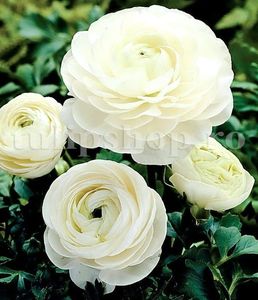 Bulbi Ranunculus Alb (Piciorul Cocosului); Marime bulb 5/+. Inaltime 20-30cm. Inflorire apr.-iunie. STOC EPUIZAT!
