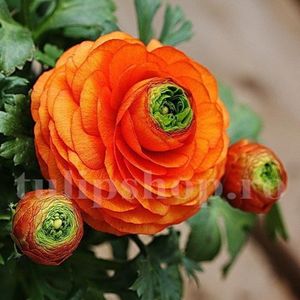 Bulbi Ranunculus Portocaliu (Piciorul Cocosului); Marime bulb 5/+. Inaltime 20-30cm. Inflorire apr.-iunie. STOC EPUIZAT!
