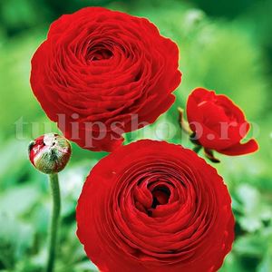 Bulbi Ranunculus Rosu (Piciorul Cocosului); Marime bulb 5/+. Inaltime 20-30cm. Inflorire apr.-iunie. STOC EPUIZAT!
