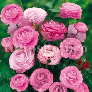 Bulbi Ranunculus Roz (Piciorul Cocosului); Marime bulb 5/+. Inaltime 20-30cm. Inflorire apr.-iunie. STOC EPUIZAT!
