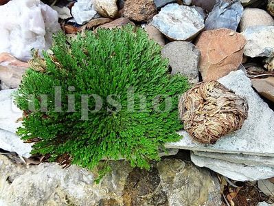 Bulbi Trandafir de Ierihon (Selaginella Lepidophylla); Marime bulb I. Inaltime 5-10cm.  STOC EPUIZAT!
