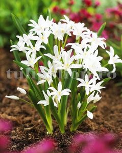 Bulbi Viorea Alba (Chionodoxa); Marime bulb 5/+. Inaltime 15-20cm. Inflorire martie-apr.. STOC EPUIZAT!
