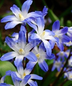 Bulbi Viorea Forbesi Blue (Chionodoxa); Marime bulb 5/+. Inaltime 10-15cm. Inflorire martie-apr.. STOC EPUIZAT!
