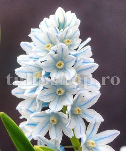 Bulbi Viorea Puschkinia; Marime bulb 6/+. Inaltime 15-20cm. Inflorire martie-apr.. STOC EPUIZAT!

