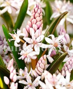 Bulbi Viorea Rosea (Scilla); Marime bulb 6/+. Inaltime 20-30cm. Inflorire martie-apr.. STOC EPUIZAT!
