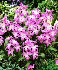 Bulbi Viorea Rose Queen (Chionodoxa); Marime bulb 5/+. Inaltime 15-20cm. Inflorire martie-apr.. STOC EPUIZAT!
