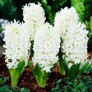 Bulbi Zambile Carnegie (Hyacinthus); Marime bulb 14/15. Inaltime 25-30cm. Inflorire apr.-mai. STOC EPUIZAT!
