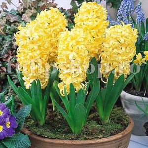 Bulbi Zambile City of Haarlem (Hyacinthus); Marime bulb 14/15. Inaltime 25-30cm. Inflorire apr.-mai. STOC EPUIZAT!

