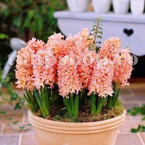 Bulbi Zambile Gipsy Queen (Hyacinthus); Marime bulb 16/18. Inaltime 25-30cm. Inflorire apr.-mai. STOC EPUIZAT!
