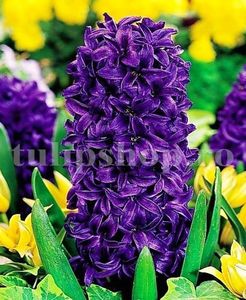 Bulbi Zambile Purple Star (Hyacinthus); Marime bulb 16/18. Inaltime 25-30cm. Inflorire apr.-mai. STOC EPUIZAT!
