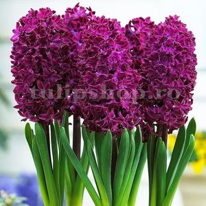 Bulbi Zambile Woodstock (Hyacinthus); Marime bulb 16/18. Inaltime 25-30cm. Inflorire apr.-mai. STOC EPUIZAT!

