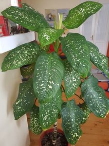 Diffenbachia-inforeste?