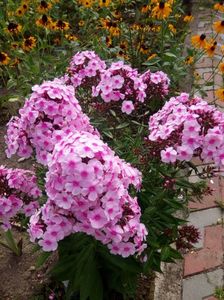 Phlox de la Mihaella, superb