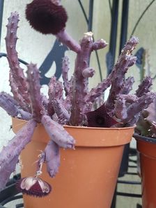 Huernia pendula