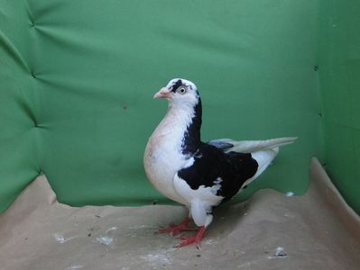 F cazatoare