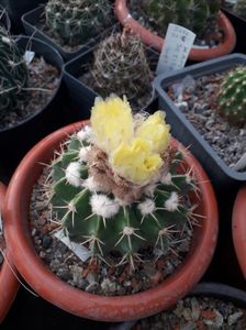 Wiginsia corinodes