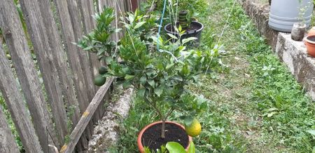 Citrus sinensis valencia