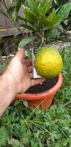 Citrus sinensis valencia