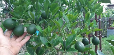 Citrus sinensis tarocco meli