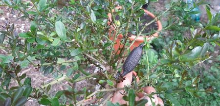 Citrus australasica roz