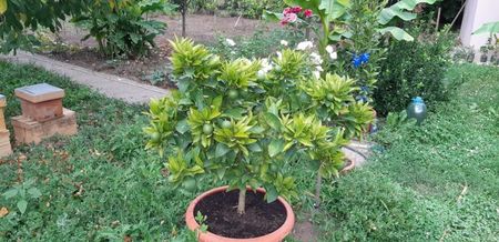 Citrus sinensis moro