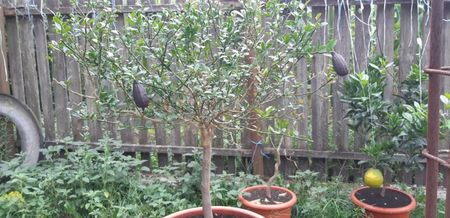 Citrus australasica roșu