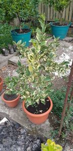 Citrus sinensis variegat
