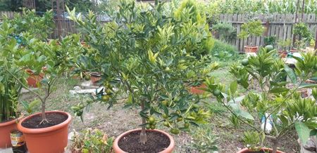 Citrus limon limeqoat eustis