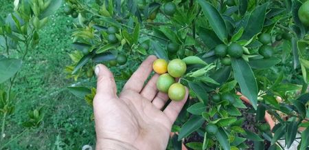 Citrus limon limeqoat eustis