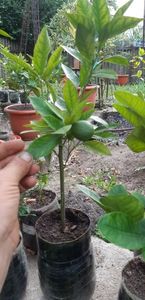 Citrus sinensis moro