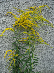 Solidago