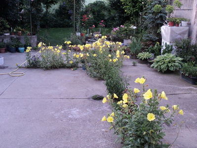 Dimineata