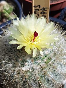 Notocactus scopa