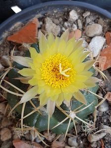 Coryphanta sulcolanata