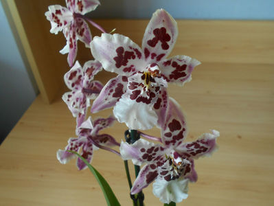 orhidee 20 Kaufland Gherla aug 2019