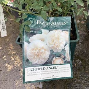 r99-miscellaneous-roses-3-rosa-lichfield-angel-dav