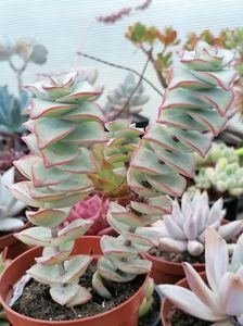 Crassula perforata