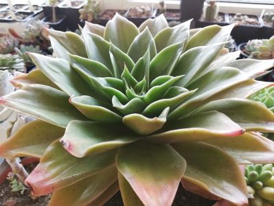 Echeveria agavoides "Rubella"
