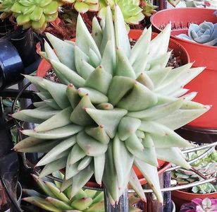 Echeveria agavoides "Corderoyi"