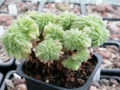 Aeonium tabuliforme cristata