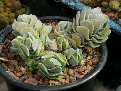 Crassula "Ivory pagoda"