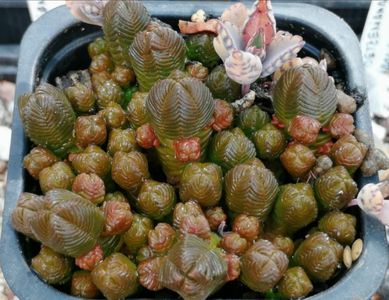 Crassula pyramidalis