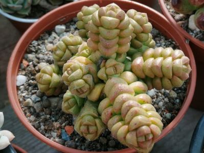 Crassula elegans?